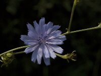 Cichorium intybus 11, Wilde cichorei, Saxifraga-Jan van der Straaten