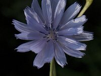 Cichorium intybus 12, Wilde cichorei, Saxifraga-Jan van der Straaten