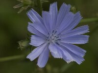 Cichorium intybus 13, Wilde cichorei, Saxifraga-Jan van der Straaten