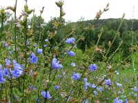 Cichorium intybus 14, Wilde cichorei, Saxifraga-Bart Vastenhouw