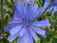Cichorium intybus 15, Wilde cichorei, Saxifraga-Bart Vastenhouw