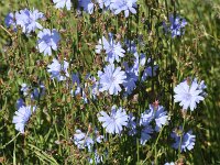 Cichorium intybus 16, Wilde cichorei, Saxifraga-Peter Meininger