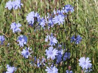 Cichorium intybus 17, Wilde cichorei, Saxifraga-Peter Meininger
