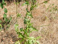 Cichorium intybus 18, Wilde cichorei, Saxifraga-Rutger Barendse