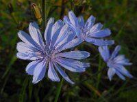 Cichorium intybus 19, Wilde cichorei, Saxifraga-Ed Stikvoort