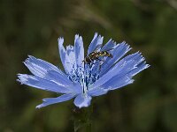 Cichorium intybus 2, Wilde cichorei, Saxifraga-Jan van der Straaten