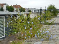 Cichorium intybus 20, Wilde cichorei, Saxifraga-Ed Stikvoort