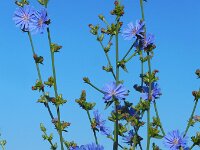 Cichorium intybus 21, Wilde cichorei, Saxifraga-Ed Stikvoort