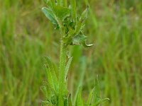 Cichorium intybus 22, Wilde cichorei, Saxifraga-Ed Stikvoort