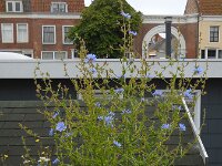 Cichorium intybus 23, Wilde cichorei, Saxifraga-Ed Stikvoort