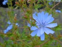 Cichorium intybus 24, Wilde cichorei, Saxifraga-Ed Stikvoort