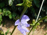 Cichorium intybus 25, Wilde cichorei, Saxifraga-Rutger Barendse
