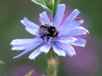 Cichorium intybus 27, Wilde cichorei, Saxifraga-Bart Vastenhouw