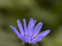 Common chicory (Cichorium intybus); close-up of flower  Common chicory (Cichorium intybus); close-up of flower : flower, flora, floral, nature, natural, growth, summer, summertime, beauty in nature, vascular plant, plant, common chicory, chicory, Cichorium intibus, blue, spring, springtime, beauty, nobody, no people, outside, outdoor, close-up, macro, petal, petals, pistil, pistils
