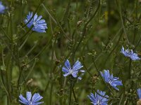 Cichorium intybus 3, Wilde cichorei, Saxifraga-Jan van der Straaten