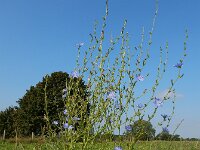 Cichorium intybus 30, Wilde cichorei, Saxifraga-Ed Stikvoort