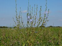 Cichorium intybus 31, Wilde cichorei, Saxifraga-Ed Stikvoort