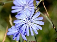 Cichorium intybus 32, Wilde cichorei, Saxifraga-Bart Vastenhouw