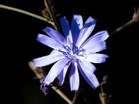 Cichorium intybus 33, Wilde cichorei, Saxifraga-Bart Vastenhouw