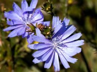 Cichorium intybus 34, Wilde cichorei, Saxifraga-Bart Vastenhouw