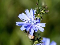 Cichorium intybus 35, Wilde cichorei, Saxifraga-Bart Vastenhouw