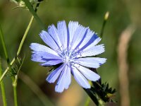 Cichorium intybus 36, Wilde cichorei, Saxifraga-Bart Vastenhouw