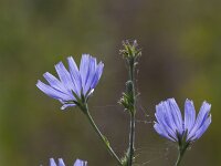 Cichorium intybus 37, Wilde cichorei, Saxfraga-Jan Nijendijk