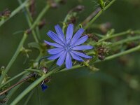 Cichorium intybus 38, Wilde cichorei, Saxfraga-Jan Nijendijk
