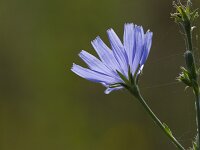 Cichorium intybus 39, Wilde cichorei, Saxfraga-Jan Nijendijk