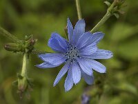 Cichorium intybus 4, Wilde cichorei, Saxifraga-Marijke Verhagen