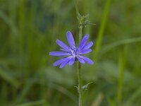 Cichorium intybus 40, Wilde cichorei, Saxfraga-Jan Nijendijk