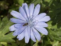 Cichorium intybus 41, Wilde cichorei, Saxifraga-Willem van Kruijsbergen