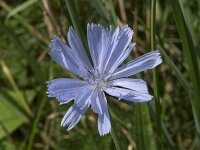 Cichorium intybus 42, Wilde cichorei, Saxifraga-Willem van Kruijsbergen