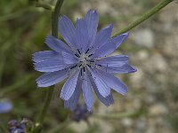 Cichorium intybus 5, Wilde cichorei, Saxifraga-Marijke Verhagen