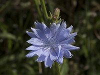 Cichorium intybus 51, Wilde cichorei, Saxifraga-Willem van Kruijsbergen