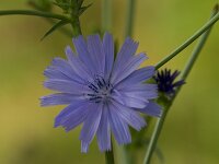 Cichorium intybus 58, Wilde cichorei, Saxifraga-Jan Nijendijk