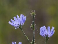 Cichorium intybus 59, Wilde cichorei, Saxifraga-Jan Nijendijk