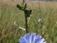 Cichorium intybus 6, Wilde cichorei, Saxifraga-Jan Willem Jongepier