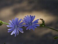 Cichorium intybus 60, Wilde cichorei, Saxifraga-Jan Nijendijk