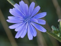 Cichorium intybus 61, Wilde cichorei, Saxifraga-Jan Nijendijk