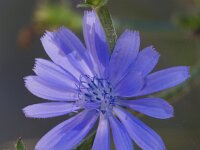 Cichorium intybus 62, Wilde cichorei, Saxifraga-Jan Nijendijk