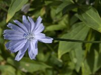 Cichorium intybus 7, Wilde cichorei, Saxifraga-Jan van der Straaten