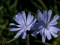 Cichorium intybus 8, Wilde cichorei, Saxifaraga-Jan van der Straaten