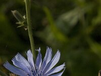 Cichorium intybus 9, Wilde cichorei, Saxifraga-Jan van der Straaten