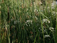 Cicuta virosa 5, Waterscheerling, Saxifraga-Hans Boll
