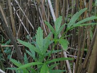 Cicuta virosa 9, Waterscheerling, Saxifraga-Rutger Barendse