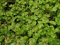 Circaea alpina 2, Alpenheksenkruid, Saxifraga-Ed Stikvoort