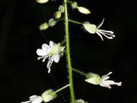 Circaea lutetiana