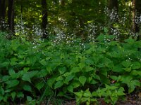 Circaea lutetiana 13, Groot heksenkruid, Saxifraga-Ed Stikvoort