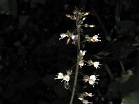 Circaea lutetiana 3, Groot heksenkruid, Saxifraga-Jasenka Topic